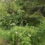 Lactuca biennis Habitat