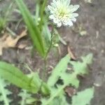 Hypochaeris albiflora Flor