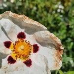Cistus × aguilari Flor
