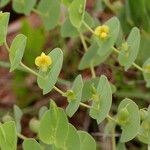 Baptisia perfoliata Staniste