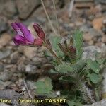 Astragalus longidentatus 花