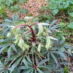 Helleborus foetidus Flower