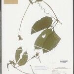 Gurania bignoniacea Cvet
