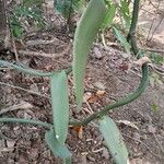 Vanilla planifolia 樹皮