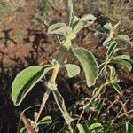 Leucas tomentosa Hábito