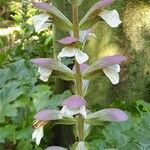 Acanthus spinosus Blüte