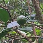 Citrus × aurantiifolia Fruit