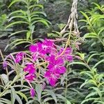 Epilobium angustifolium Flor