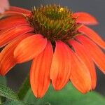 Echinacea purpurea Květ