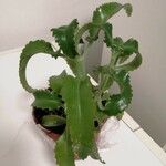 Kalanchoe daigremontiana Φύλλο