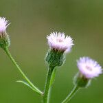 Erigeron acris Kwiat