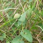 Aristolochia pistolochia Frugt