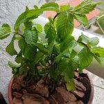 Mentha spicata पत्ता