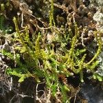 Selaginella helvetica ശീലം