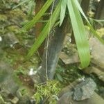 Angraecopsis parviflora Blomst