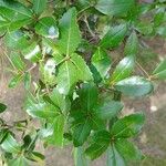 Quercus phillyreoides Yaprak