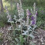 Stachys byzantinaList