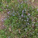 Sisyrinchium montanum Flower