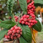 Cotoneaster frigidus Fruto