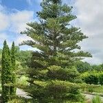 Abies koreana 整株植物