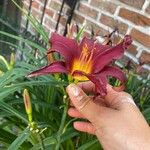 Hemerocallis fulvaപുഷ്പം