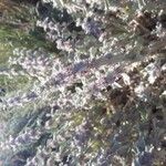 Marrubium alysson Flor