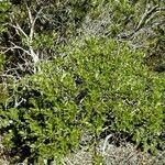 Pittosporum poumense 整株植物