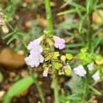 Clinopodium nepetaFlor