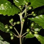 Psychotria jimenezii Фрукт