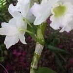 Dendrobium nobile Casca