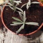 Lavandula angustifolia Blatt