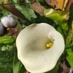 Zantedeschia albomaculata പുഷ്പം