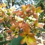 Mussaenda philippicaFlower