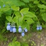 Mertensia paniculata Flor