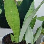 Sansevieria trifasciata Staniste