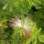 Calliandra surinamensis Квітка