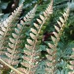 Polystichum setiferum Φρούτο