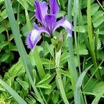 Iris spuria Flower