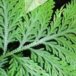 Selaginella flabellata Hoja