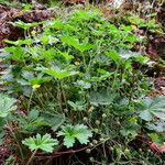 Potentilla inclinata Celota