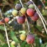 Euclea natalensis Frukto