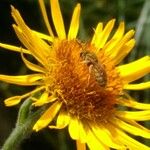 Inula oculus-christi 花