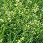 Galium mollugoFlower