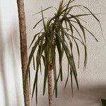 Dracaena reflexaBlad