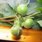Solanum erythrotrichum