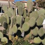 Opuntia leucotricha Blad