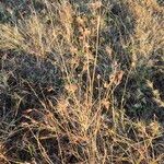 Themeda triandra Habit