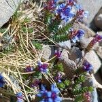 Veronica nummularia 樹皮