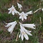 Paradisea liliastrum Flower