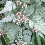 Rubus thibetanus Flor